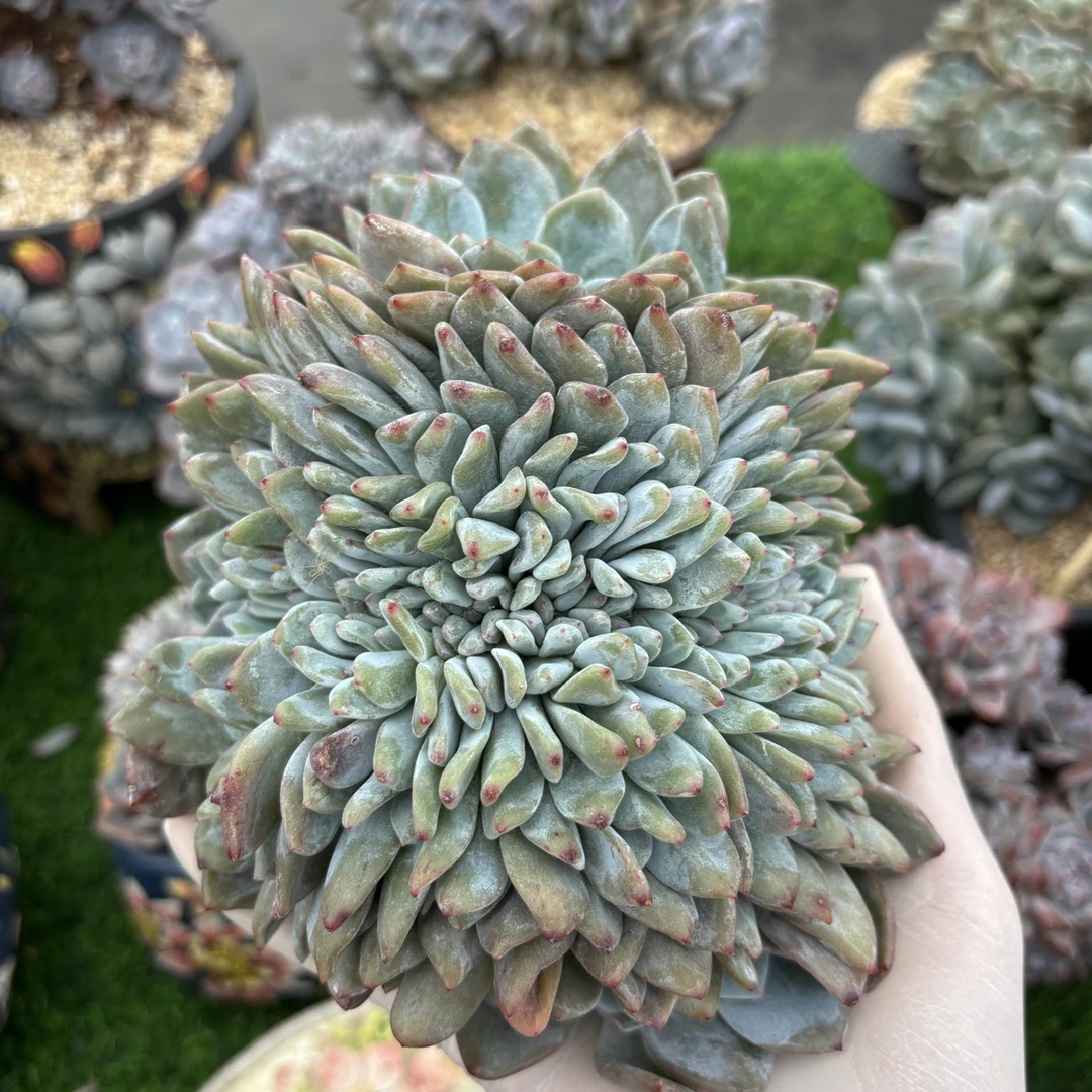 多肉植物一物一拍，星影叶插一字型