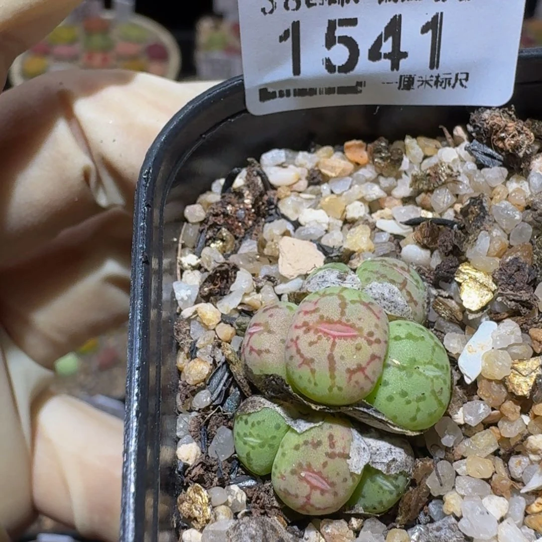 Ssss精品生石花1541