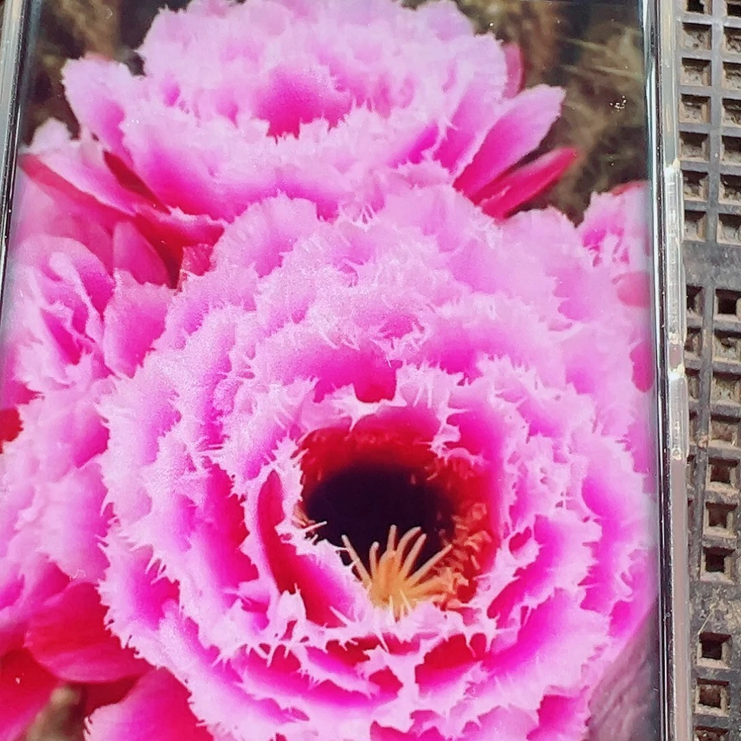 毛花柱芸儿侧芽 20 包邮