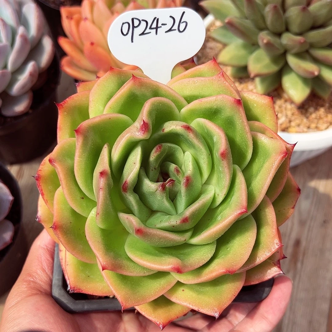 0924-24狮子王。。。
