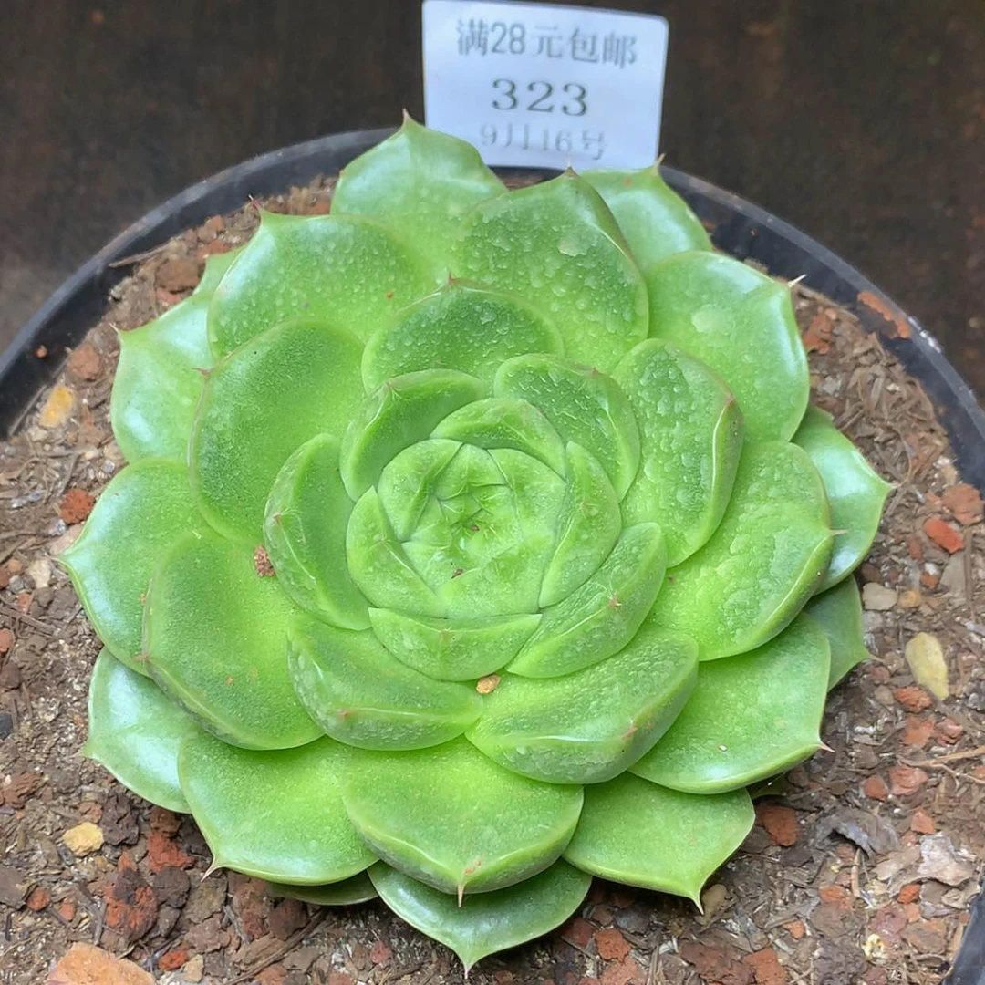 【闪购商品】云323号