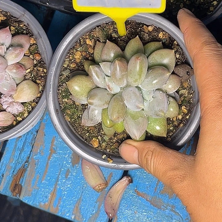 多肉植物胖体哥特996