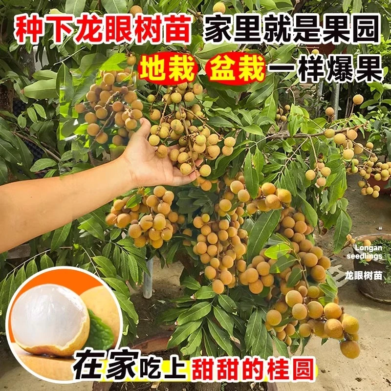 正宗四季,石硖龙眼树苗带土带叶广西发货可盆栽地栽水果树苗