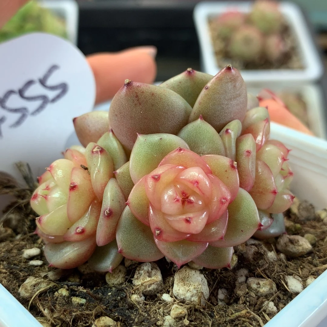 玉芷珍妮4头群4555