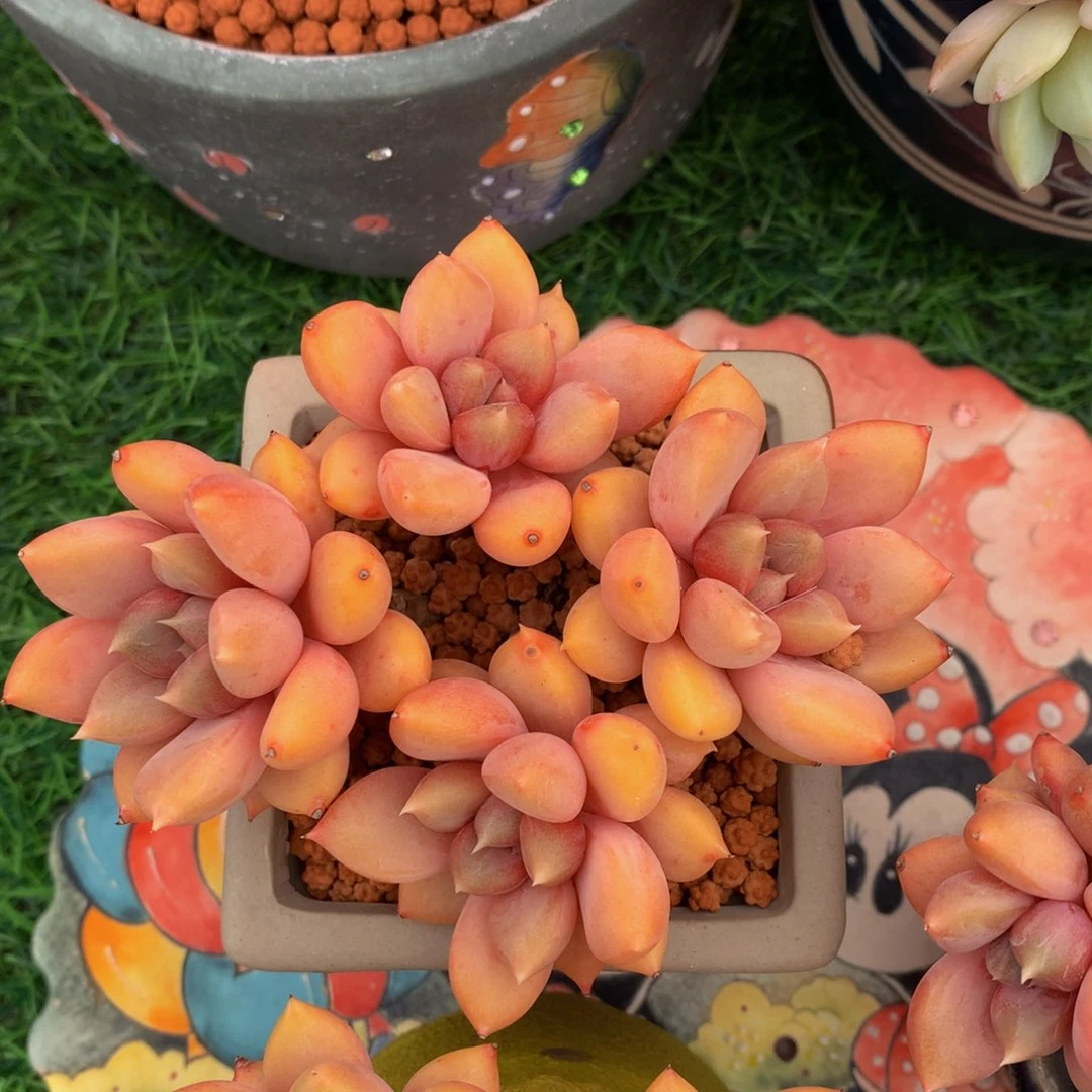 -*谷红象牙多肉植物52662