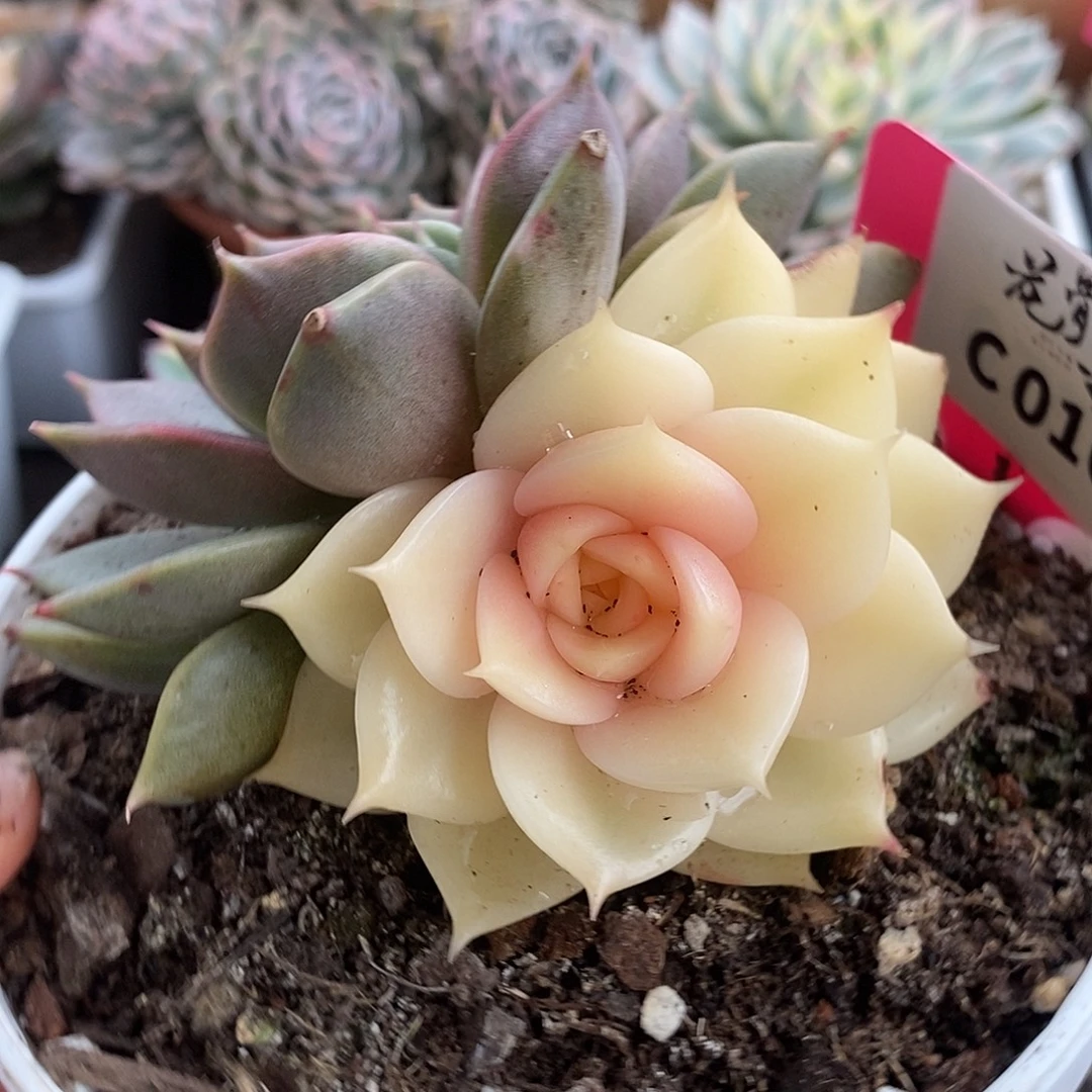 016贝加尔湖哈哈哈哈