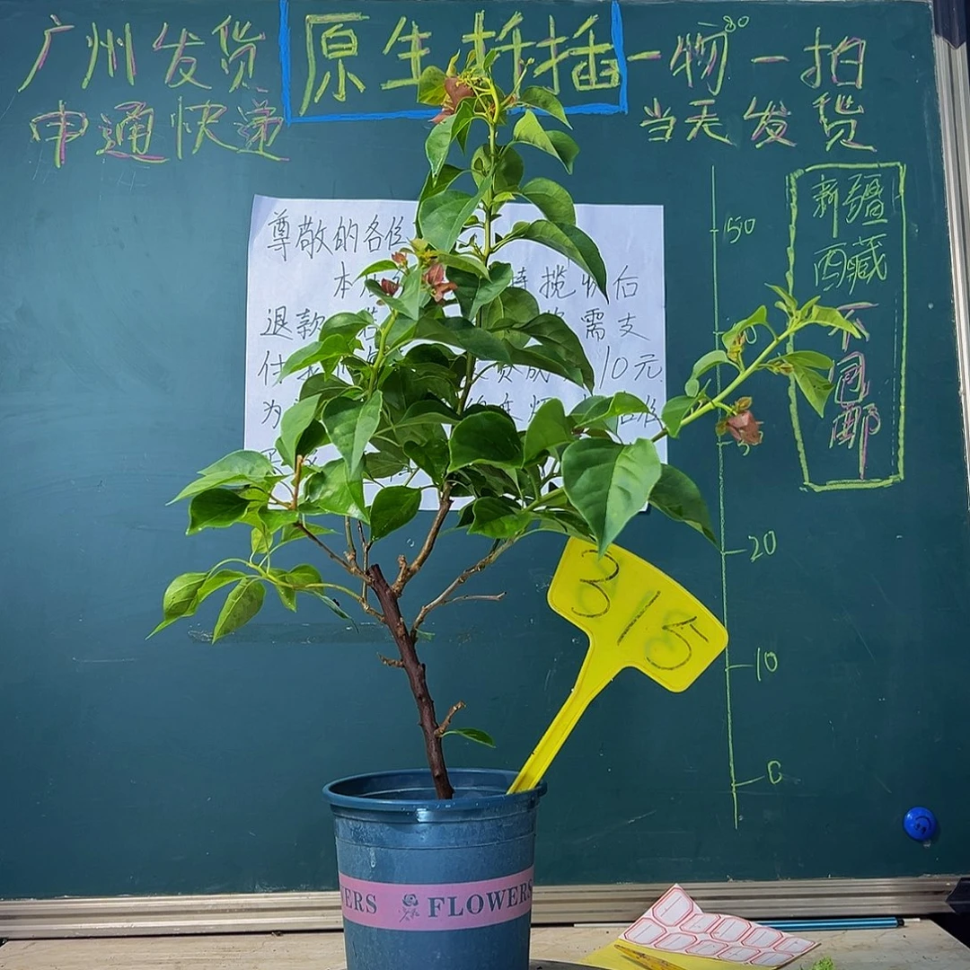 当前无花栽培后可以开花落日 315