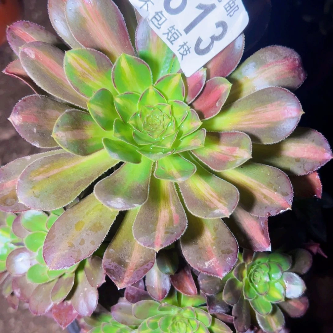爱马仕中斑多肉植物法师1813