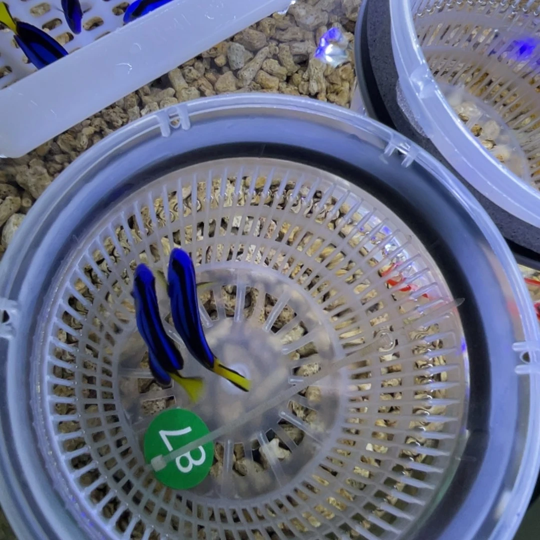 海水鱼大蓝调差价