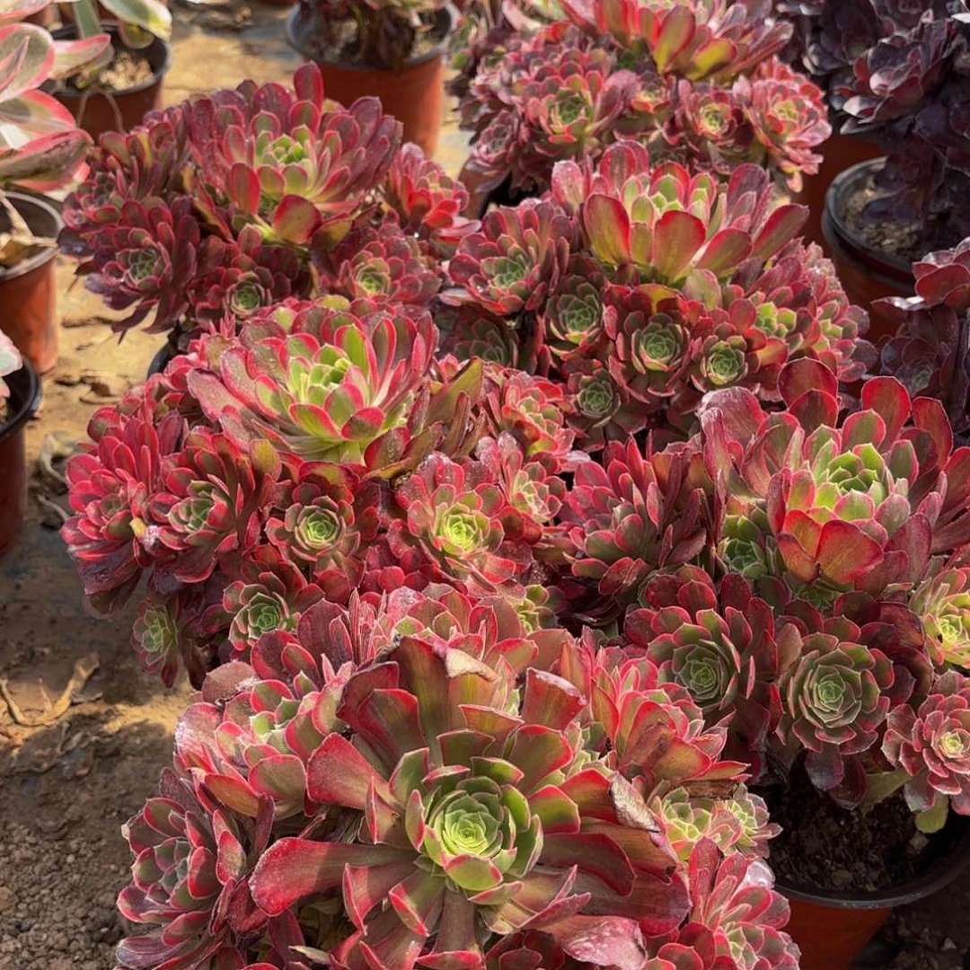 安娜9.9法师多肉法师