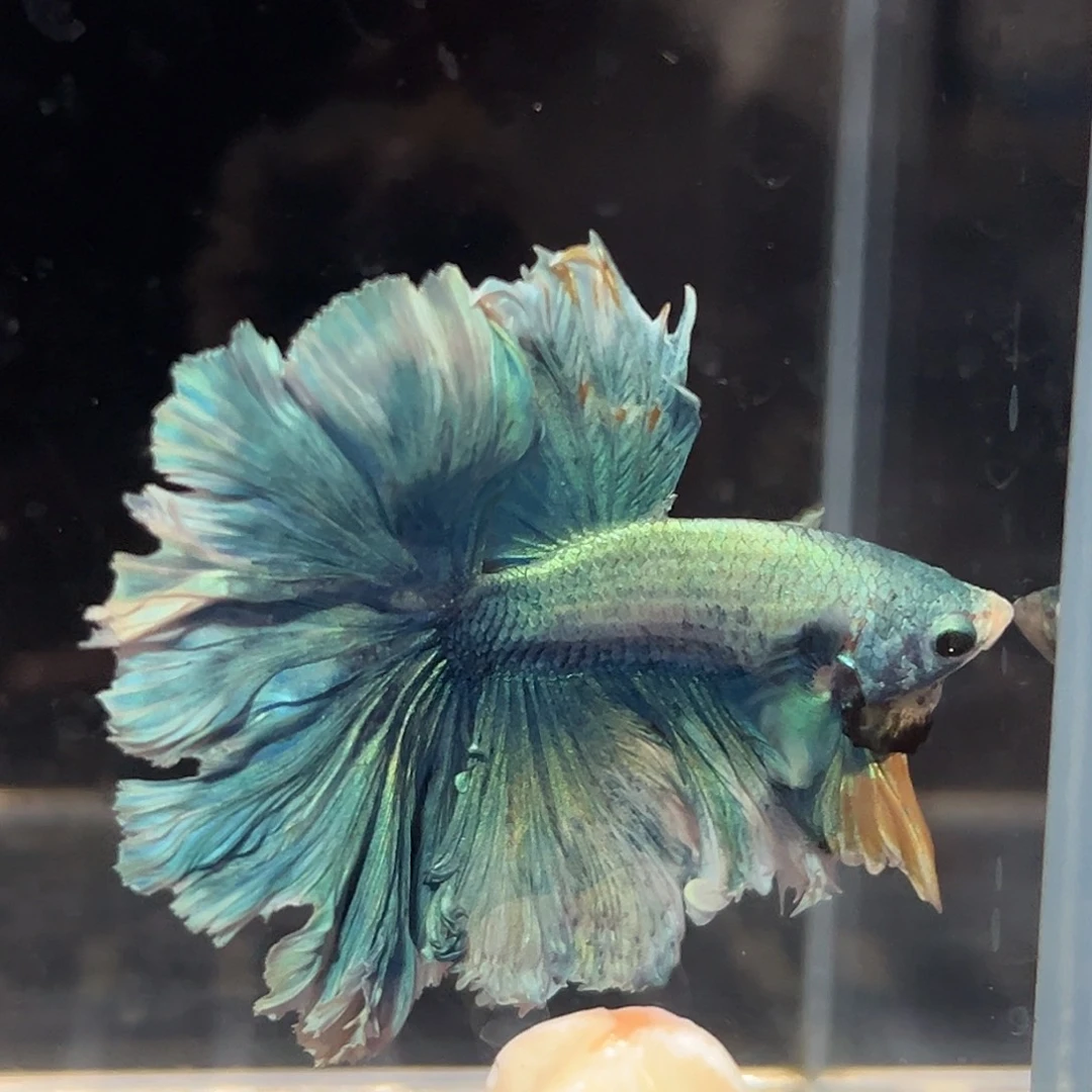 斗鱼27号全面具金属绿大花瓣