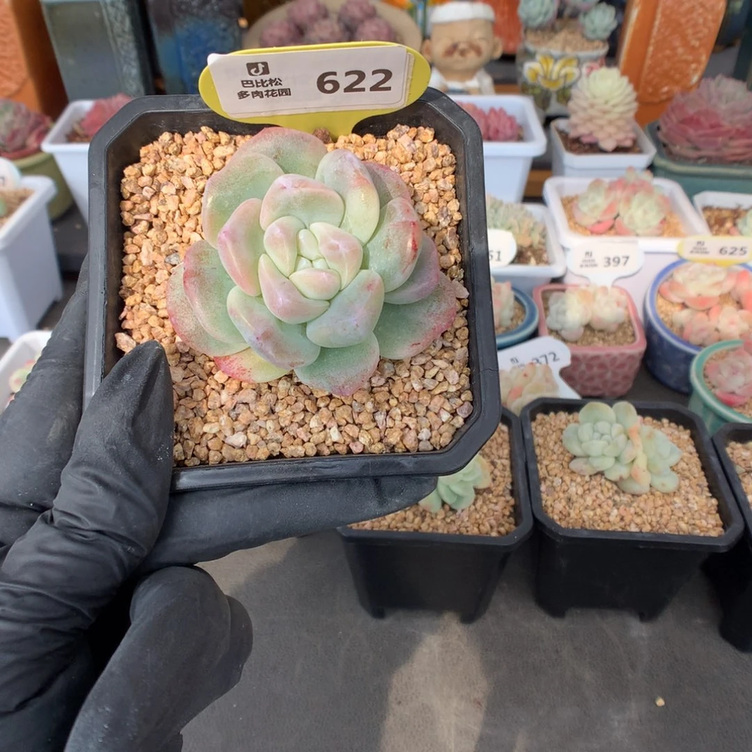 依****豆622 冰玉石化多肉