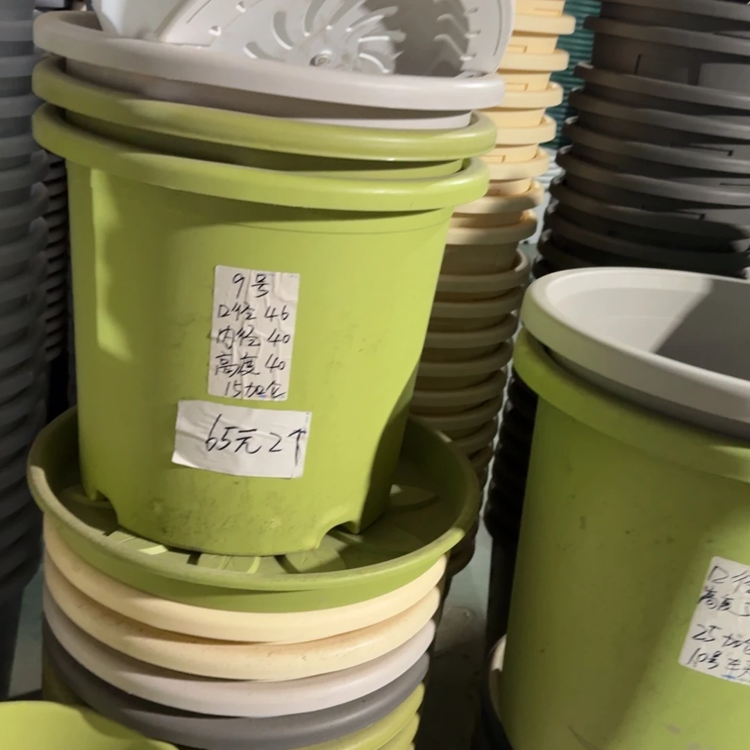 四季9#口径46无拖果绿3个