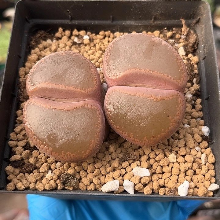 749 净窗老母本(5.2/5.2) 带盆土