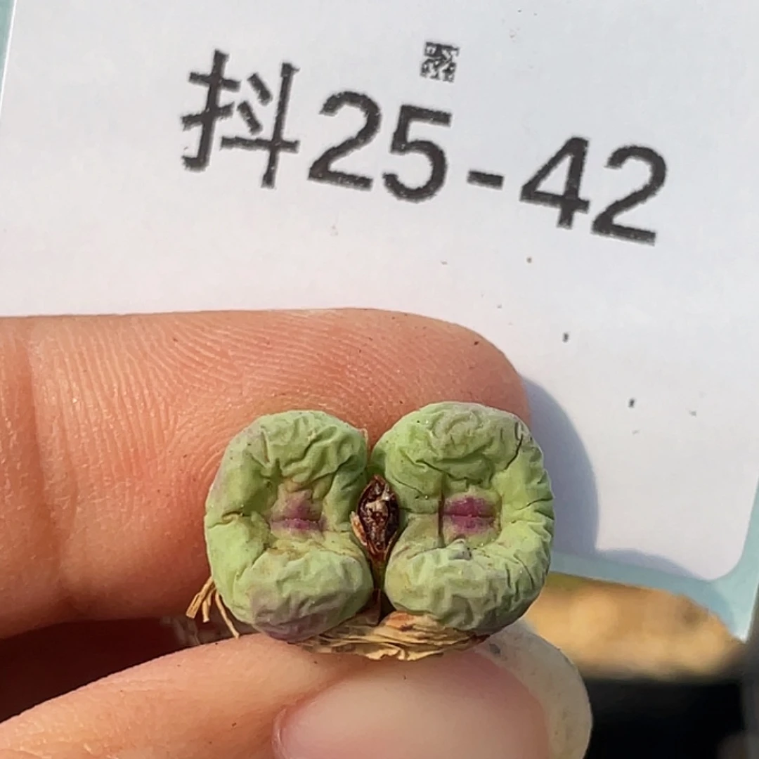 25-42嘴多肉植物肉锥