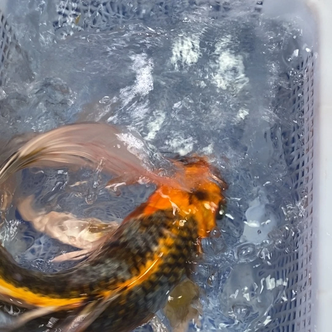 锦鲤冷水锦鲤包邮