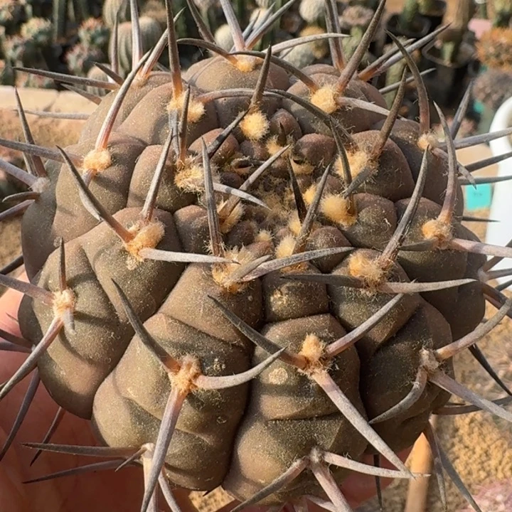 武勋丸66666666666