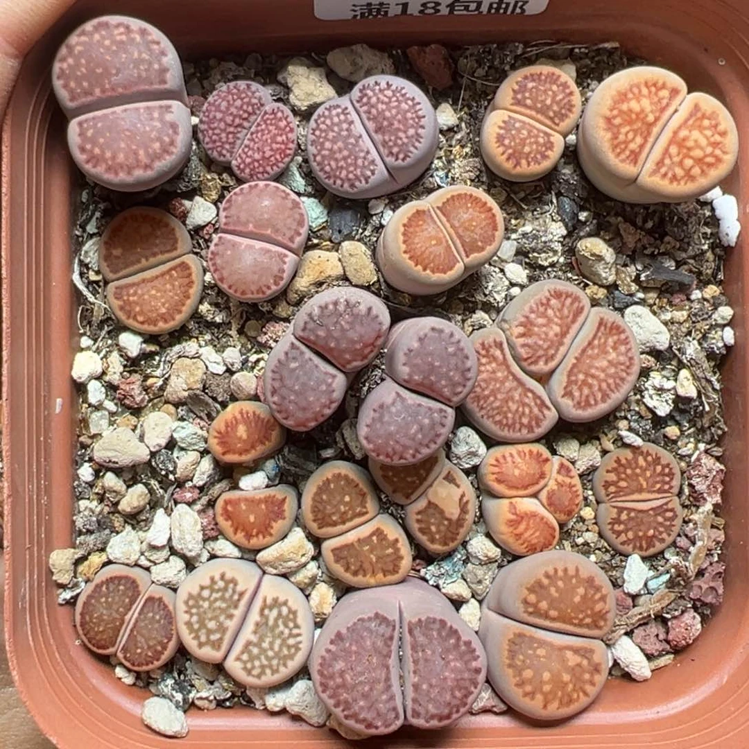 【闪购商品】644……