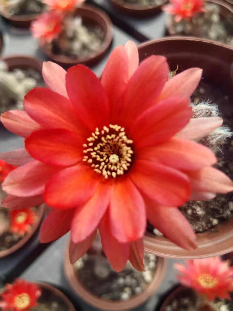 沃德戈   自生根  进口 杂交白檀 1年苗 盆栽 阳台