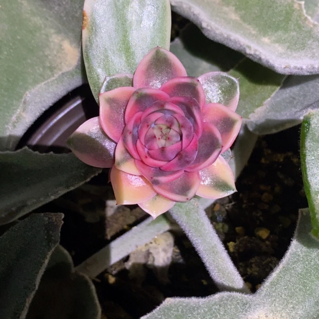 不开花植物紫水晶锦主头