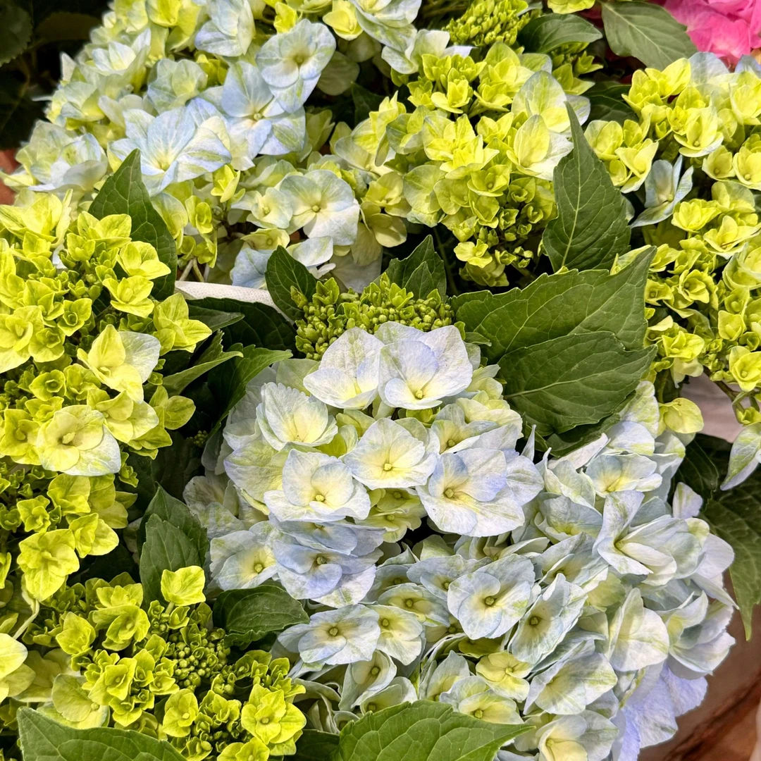 【大海蓝】大花绣球盆栽苗阳台庭院室外养护观赏花卉