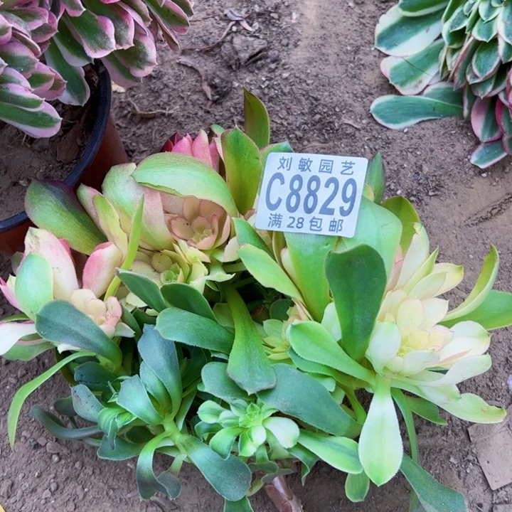 无根多肉植物法师流星雨8829