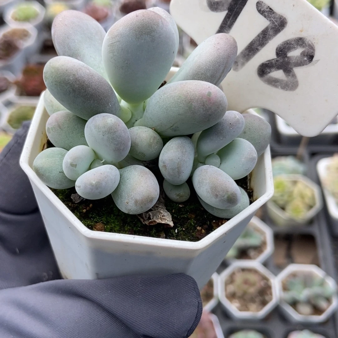 978蛋黄奶多肉植物
