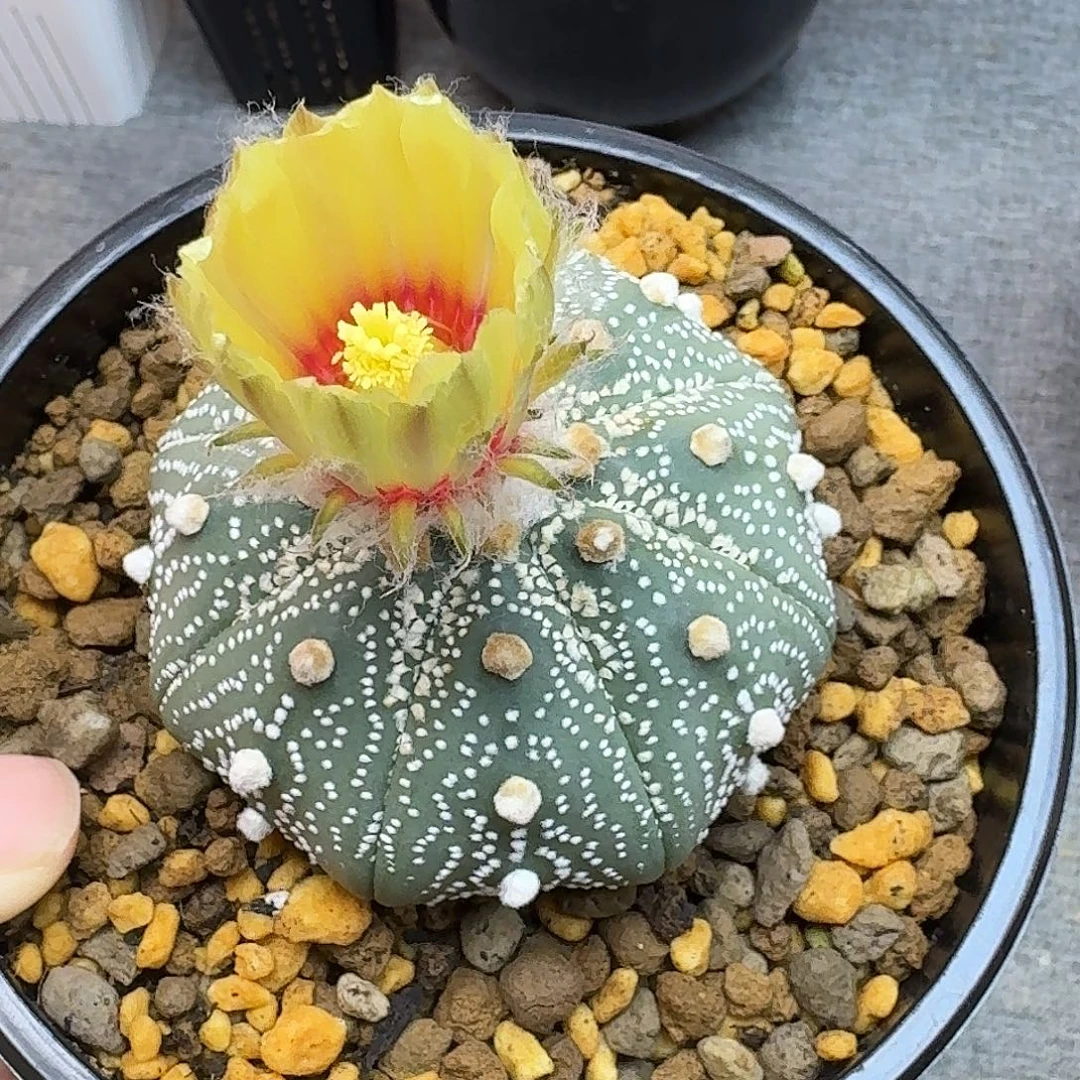 许****实生成田目玉奇迹兜