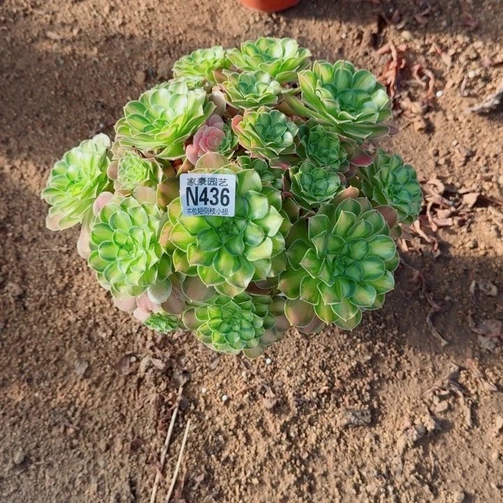 436韶华官服25左右2