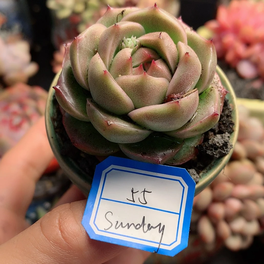 【闪购商品】@****sunday带盆