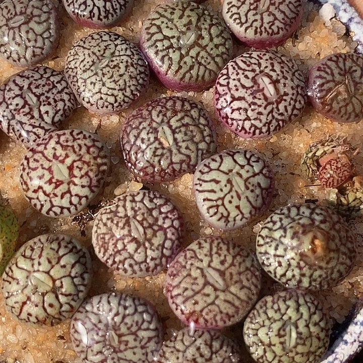 墨小锥一颗      买2送1