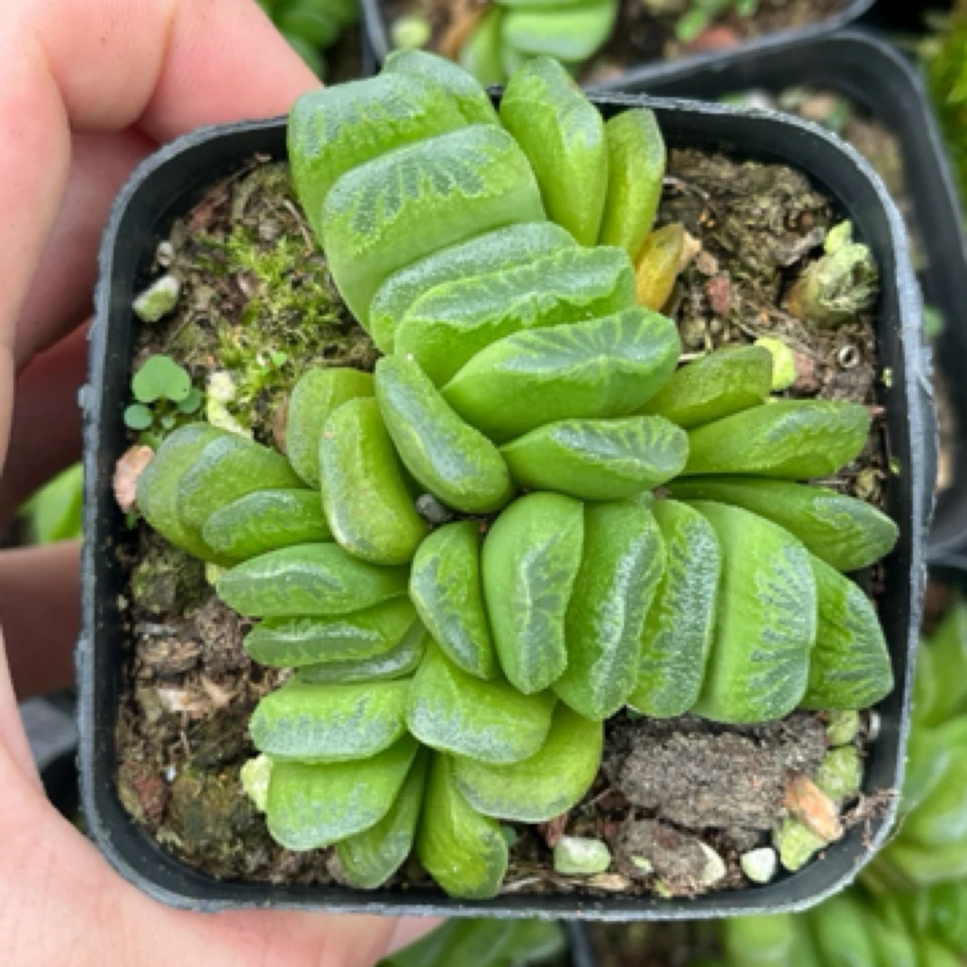 精品7方玉扇群生随机一盆多肉植物