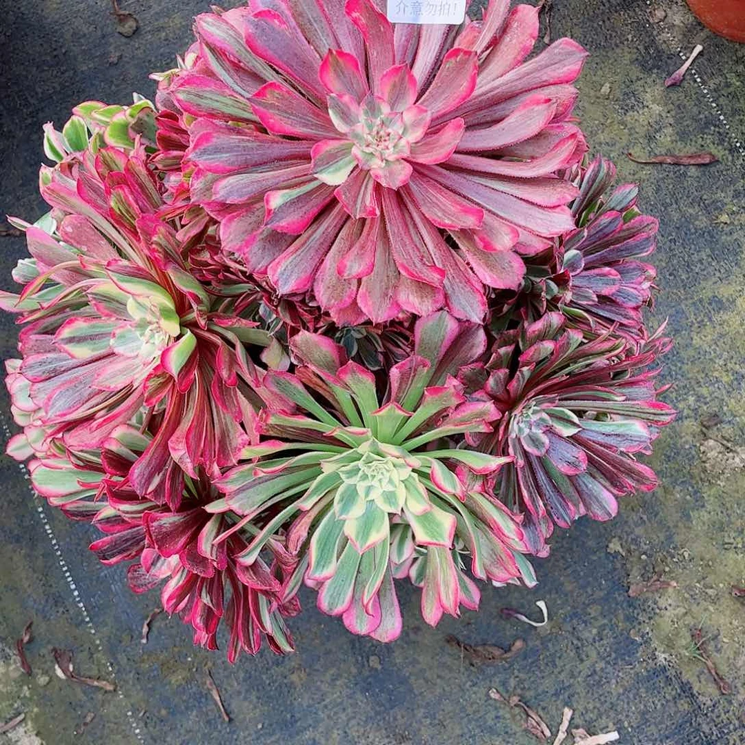 无花朵睿**6多肉植物同花顺644