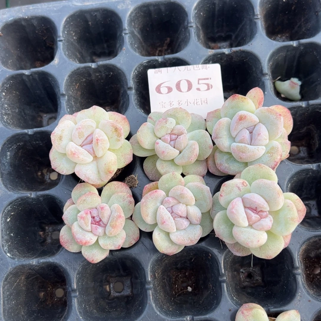 嘤***怪605号6颗冰玉石化量拍多肉满18元包邮下午发货