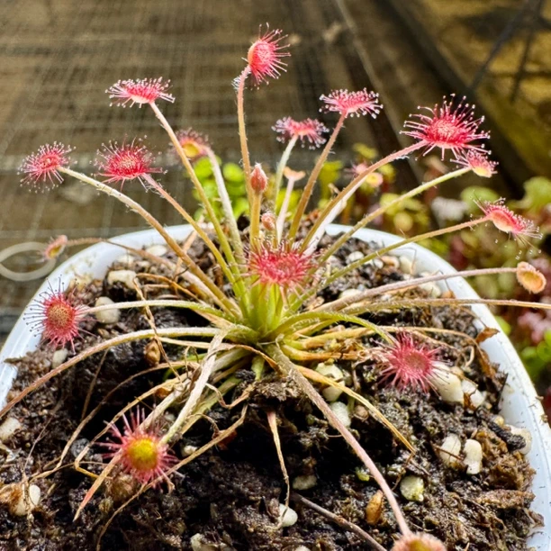 【孔雀茅膏菜】食虫植物吃小黑飞趣味室内绿植花卉办公室盆栽好养