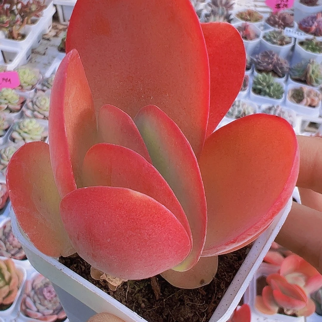 唐寅19包邮多肉植物