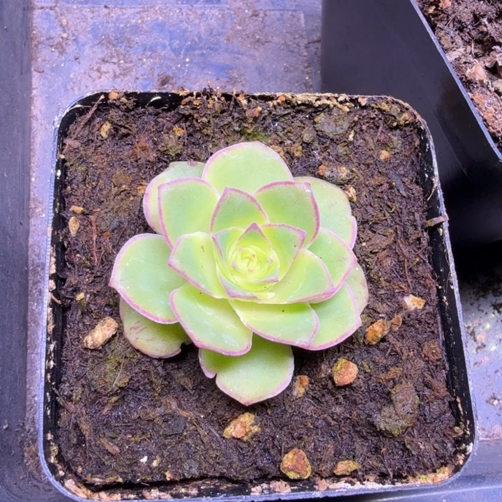 红叶一一一一一一