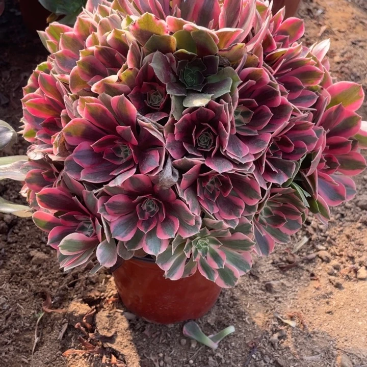 无花朵112多肉植物
