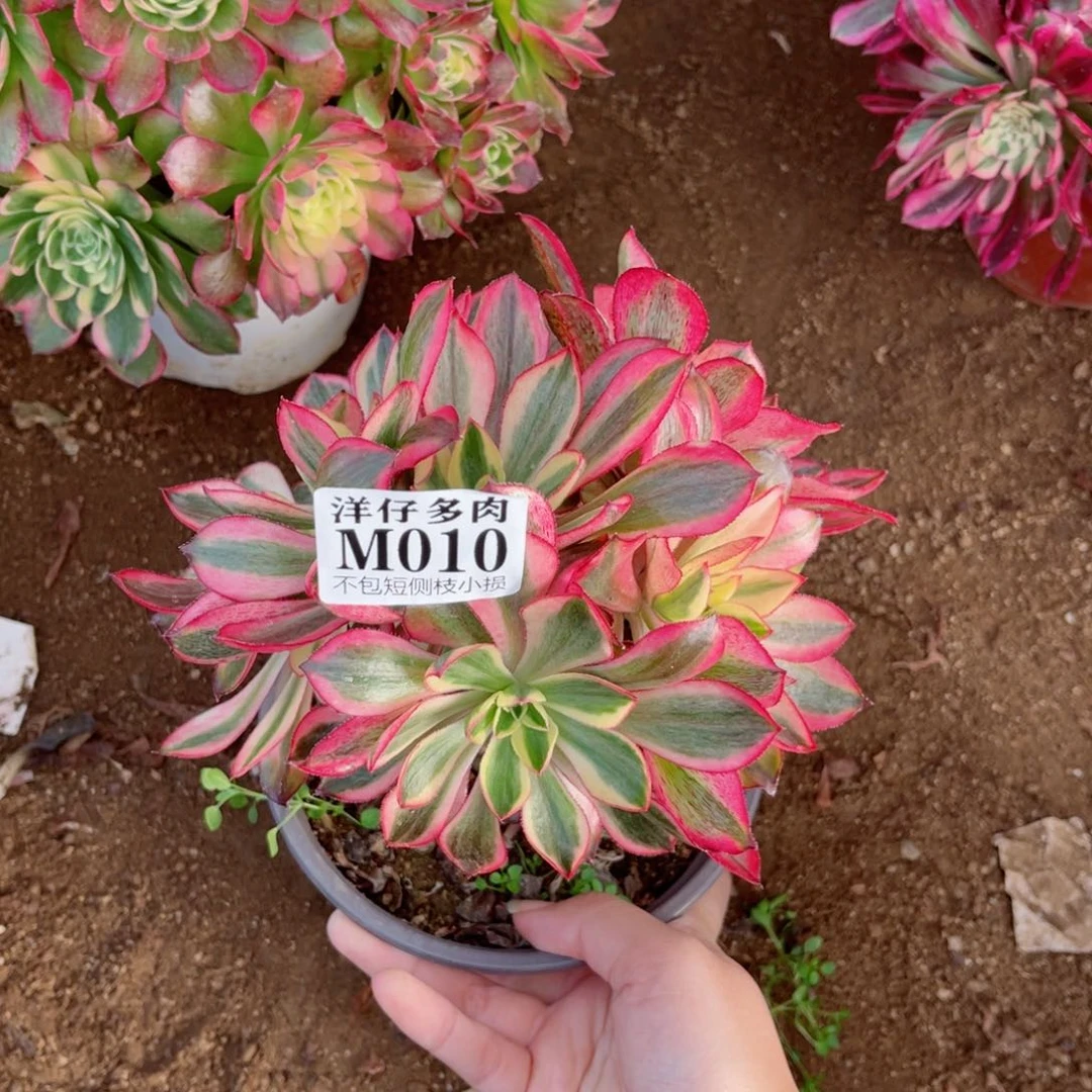 010魅影 冠幅16左右