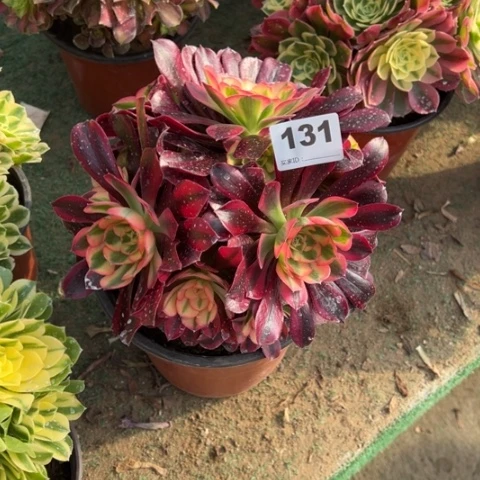 柠*131美杜莎朵朵多肉，