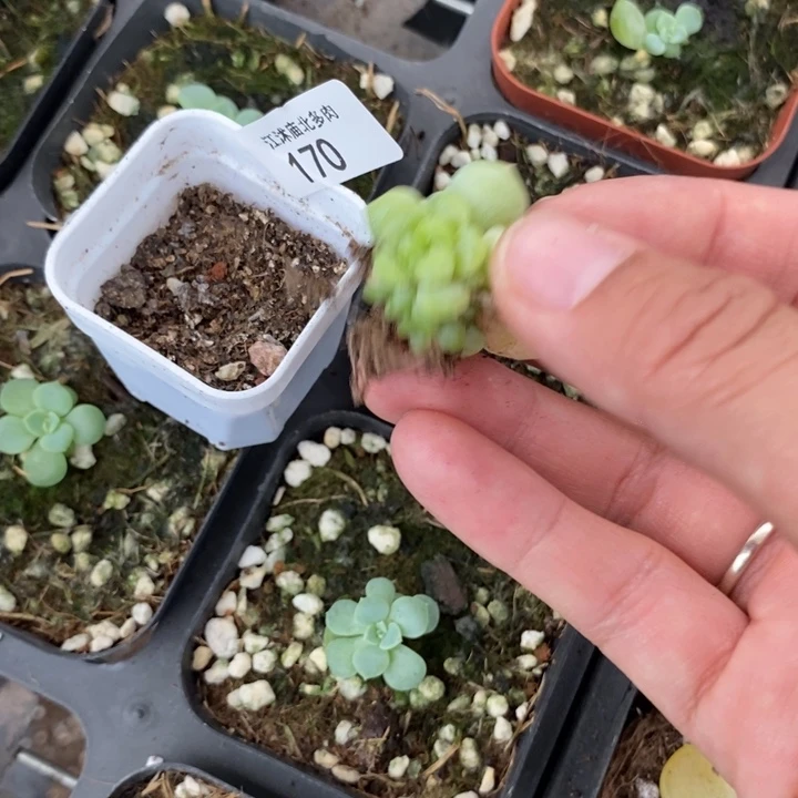 标170现金财富一个