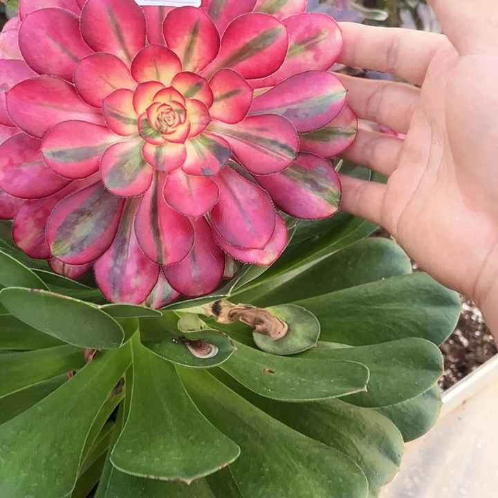 。****ｐ精品多肉植物342