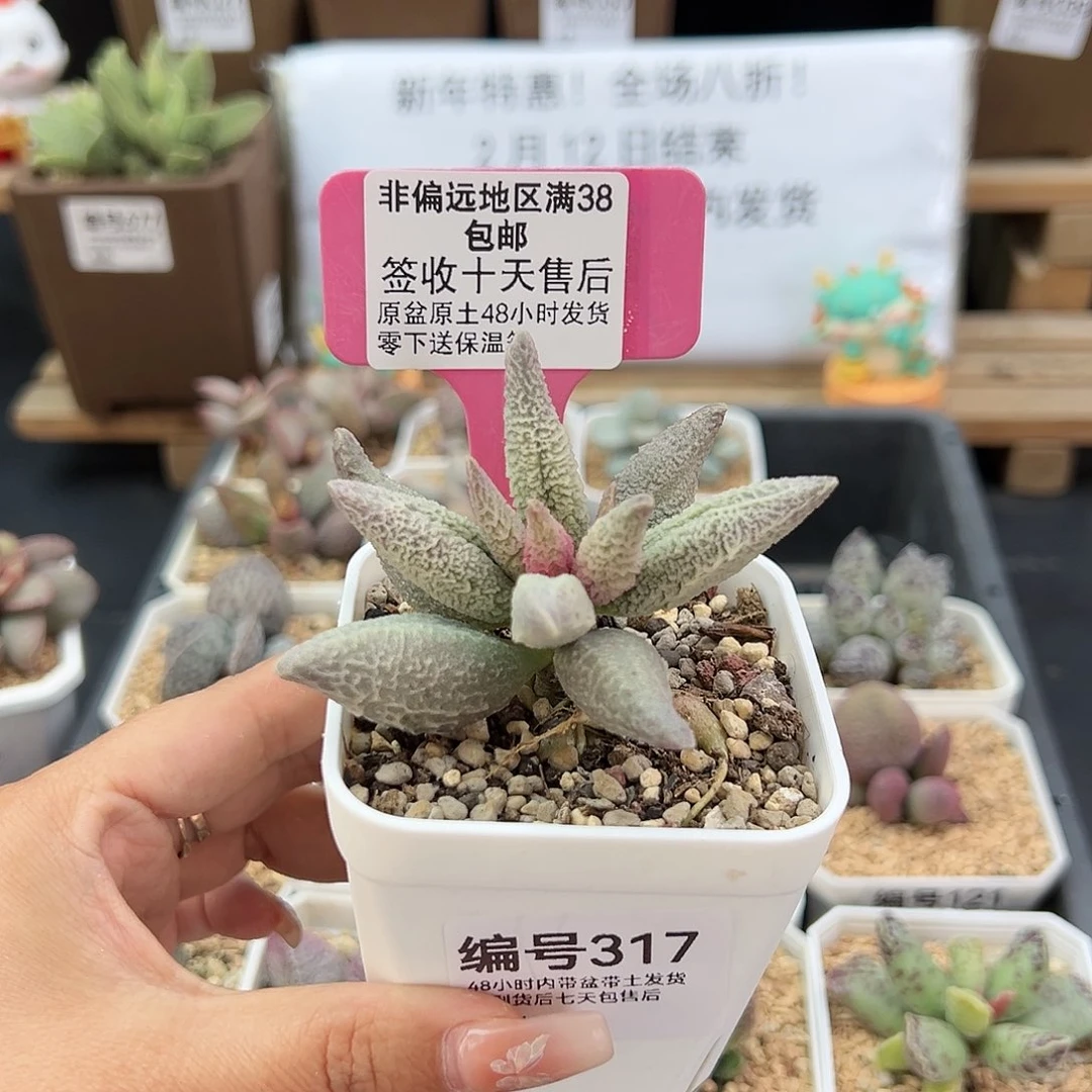 317融冰多肉植物