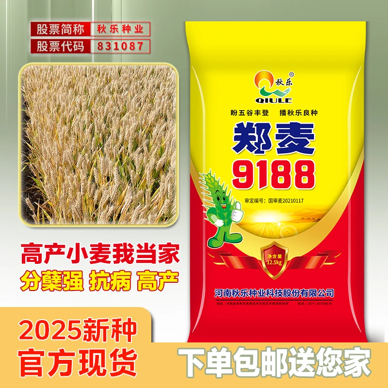 秋乐【国审郑麦9188】院士出品高产抗病抗冻抗倒伏强筋大穗种业种子