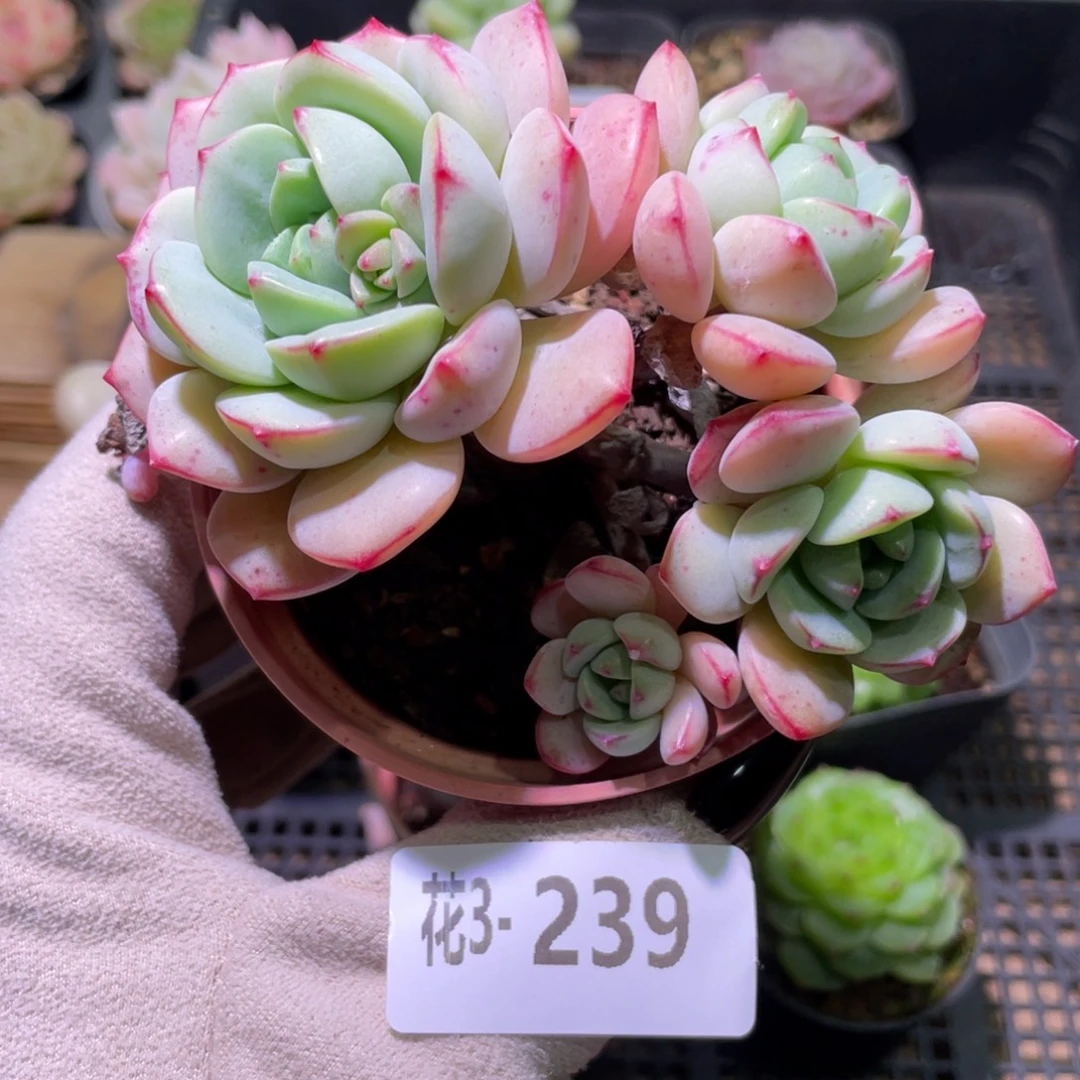 花利美3-239香草群