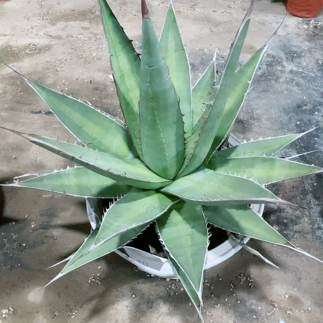 K***o帝施天大颗龙舌兰