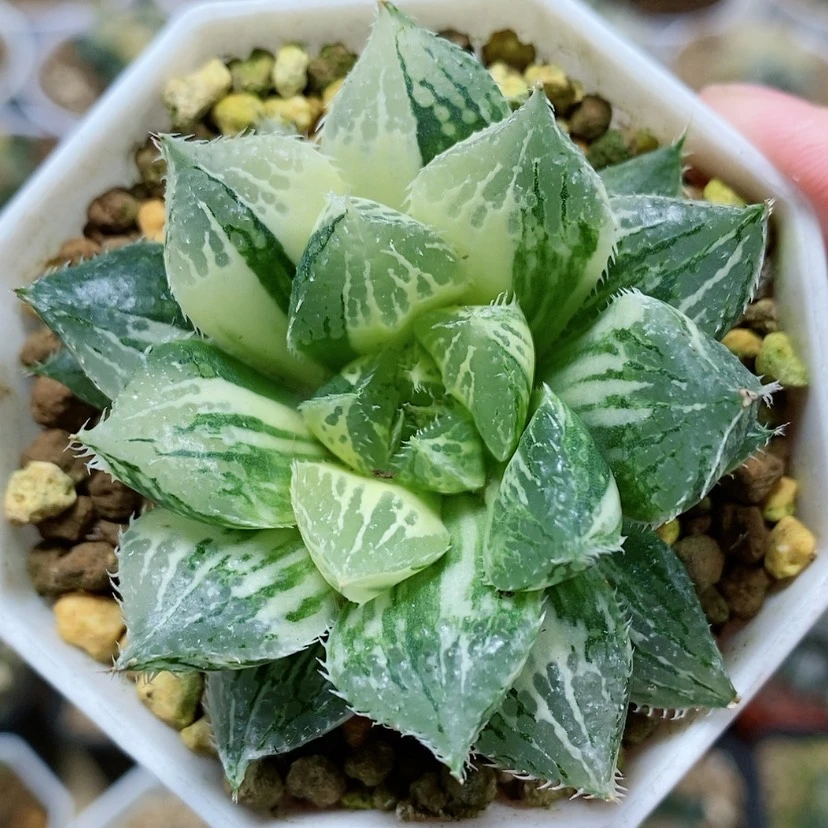 【闪购商品】45宝莲灯玉露锦