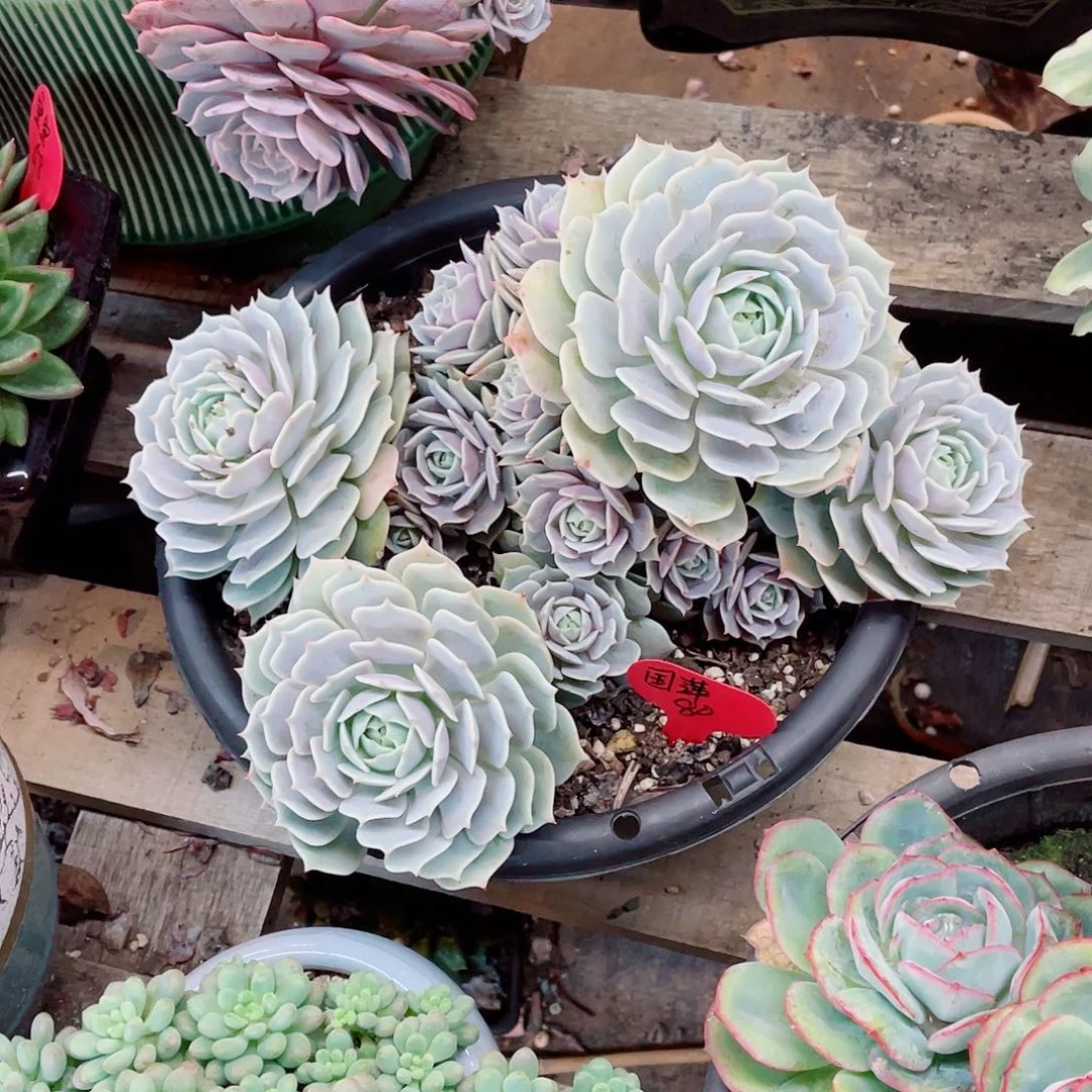 国萍，露娜连、周老太多肉