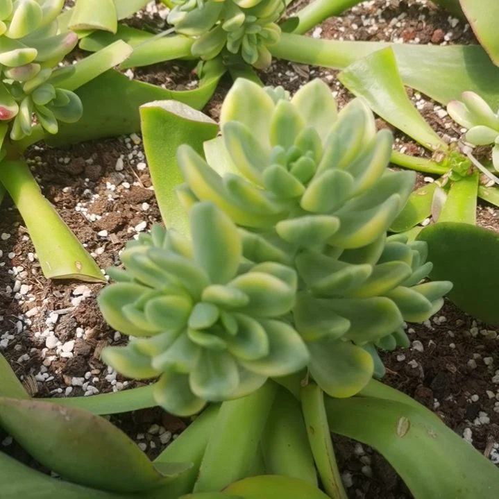 香格里拉白覆轮锦（捌下来发）