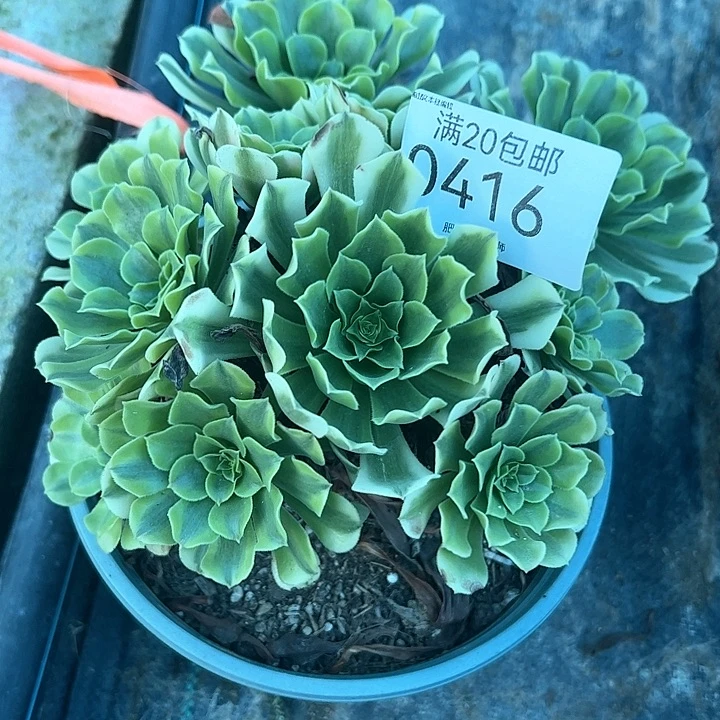 0416绿豆沙多肉植物